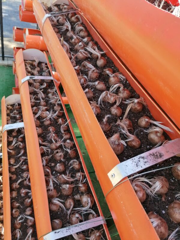 Bulbi di Zafferano Calibro 10/11 produzione 4/5 fiori il primo anno - immagine 4