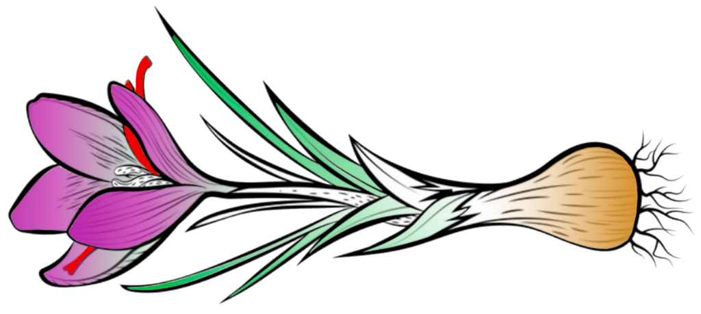 Zafferanoinstimmi